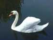 Der Schwan - Das Wappentier Graupas